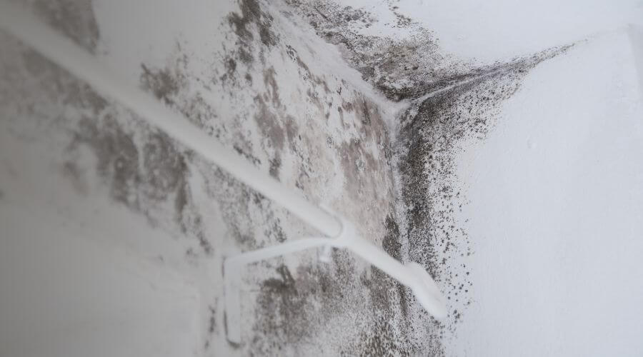 Why choose Warmveil for water damage restoration in San Diego